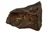 Fossil Dinosaur (Triceratops) Shed Tooth - Montana #339748-1